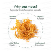 Seaweed & Berry Supplement Gummies